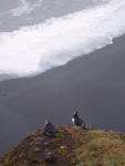 Felsentor Dyrholaey, Papageientaucher und der schwarze Strand