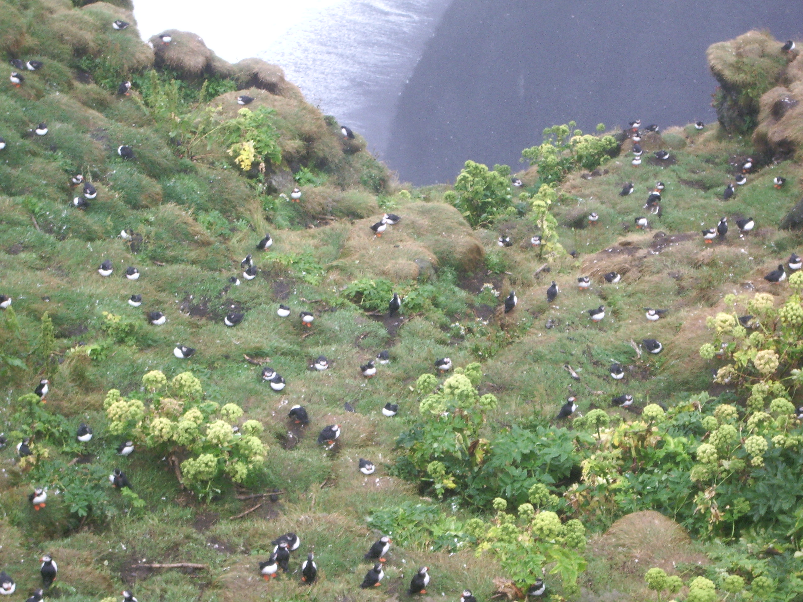 074 viele Puffins.jpg