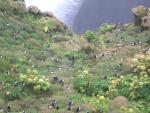 074 viele Puffins.jpg